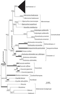 Plastid phylogenomics and plastome evolution in the morning glory family (Convolvulaceae)